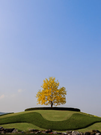 Cassia fistula) on the small hill with green grass and ornamental stones. Golden shower, purging...
