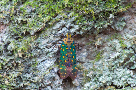 Close up of Pyrops karenia lantern bug or planthopper clinging on the tree trunk in nature