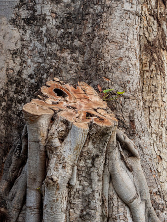 A big tree trunk with large rootsの写真素材