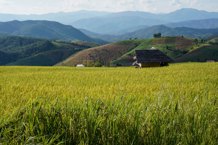 Beautiful greenery view of rice terrace in Chiangmai, north of Thailandの写真素材