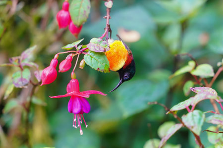Green-tailed Sunbird (Aethopyga nipalensis) in doi inthanon national park, Thailandの写真素材