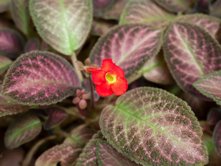 houseplant with red flowersの写真素材