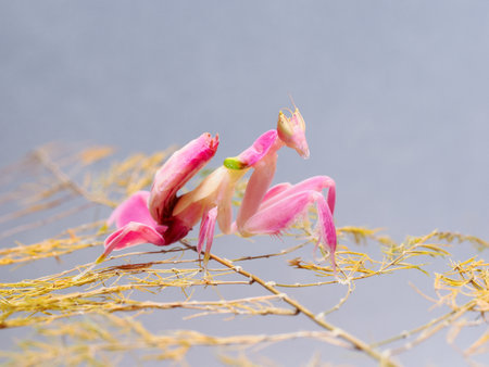 Orchid mantis walking on the leaf and flowerの写真素材