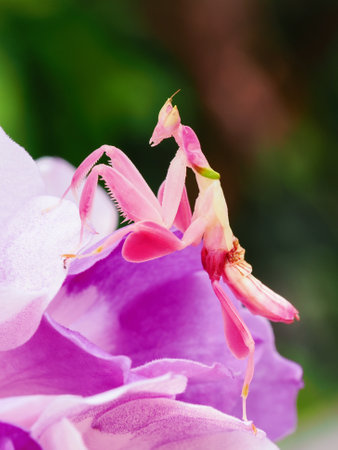 Orchid mantis walking on the leaf and flowerの写真素材
