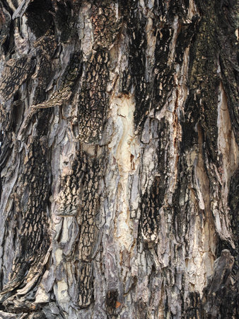 Tree bark texture detail macro photography