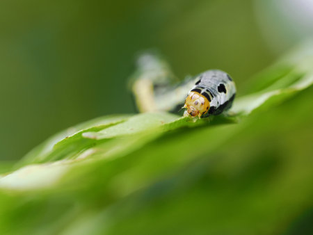 Macro of a caterpillar eats a leaf.