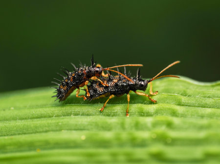 Brown bug insects mating on the green leaf in the wild,Macro view.