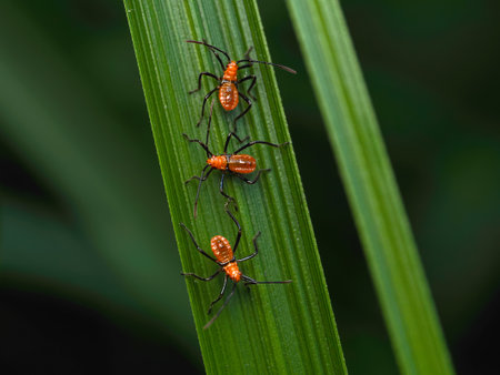 Stink bug on green leaves