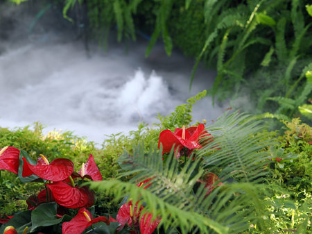 Beautiful spring multicolored flowers in the garden under big trees, Chiang Rai, Thailandの写真素材