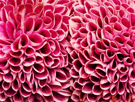 Single flower of dahlia