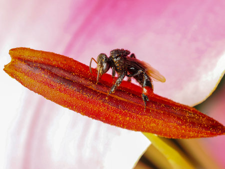 Bee on pink lily  pollenの写真素材