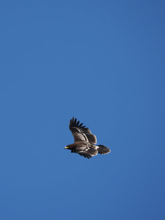 Greater Spotted Eagle fly on sky.