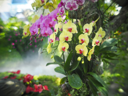 Blooming Orchids in the Gardenの写真素材