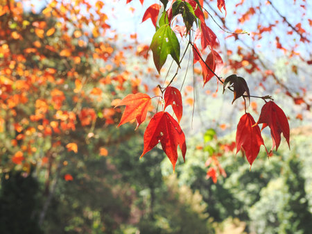 multi coloured autumn leaves backlit from the evening sun against a soft out of focus leaf...