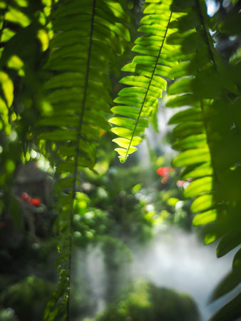 Green leaves texture over blur nature backgroundの写真素材