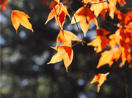 multi coloured autumn leaves backlit from the evening sun against a soft out of focus leaf...