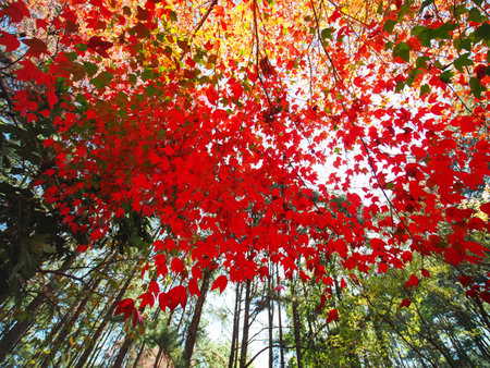 Beautiful, sunny autumn in the park Chiangmai Thailandの写真素材