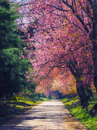 Sakura pink road in ChiangMai, Thailandの写真素材