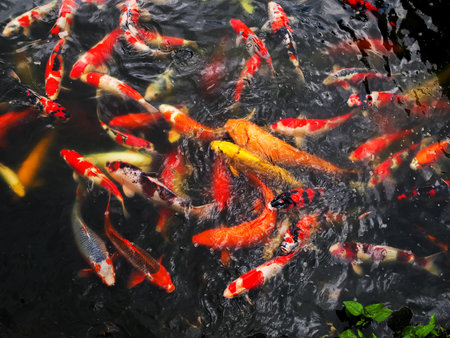 multi color carp Koi fish in pond. dark background with water ripple.の写真素材