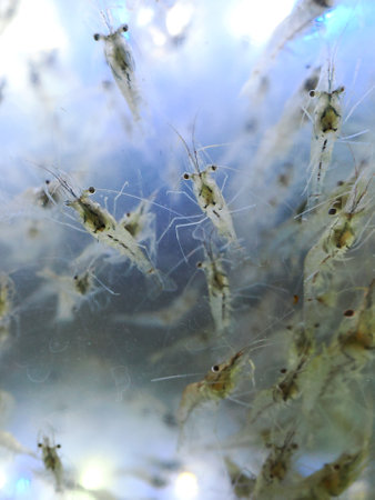 Abstract shrimp in the water for sale