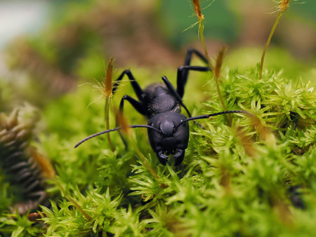 Closeup of an ant on a leaf on nature.