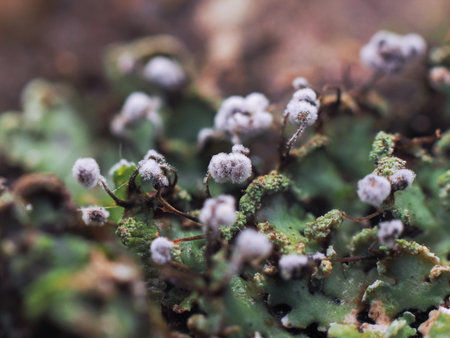 Close up Fungus from Tropical Rainforest.の写真素材