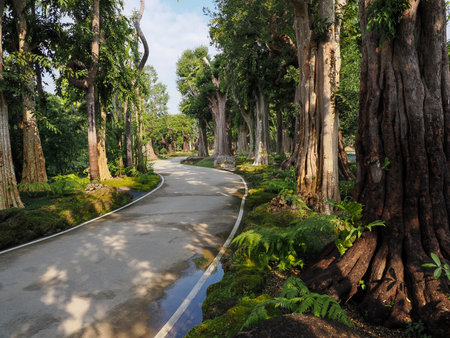 The trail through the green forestの写真素材