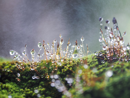 nice macro detail of water drop on leaf or green fern and bokeyの写真素材