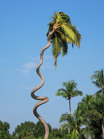 Palm in garden Chiangmai Thailand