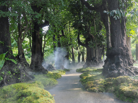 Jungle forest with tropical trees Adventure backgroundの写真素材