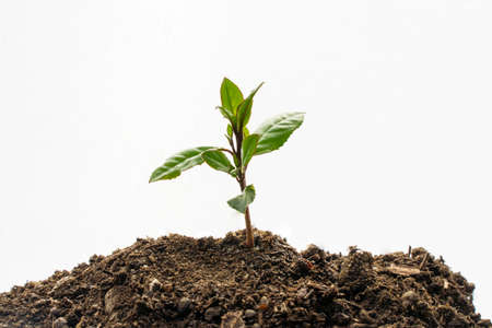 Little young green plant with sand on white background. Eco friendly earth day save the planet...