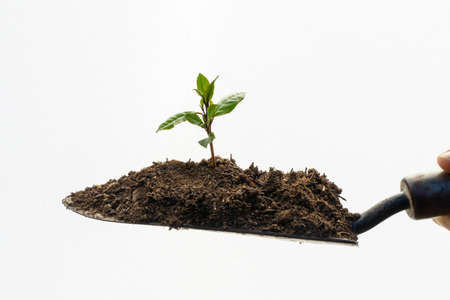 Garden shovel with young plant on white background. Eco earth day concept. Eco friendly. Save the planet.の写真素材