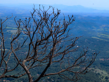 Dead tree on top of the mountain, Chiang Mai, Thailand