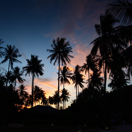 Palms at sunset at thailand resortの写真素材