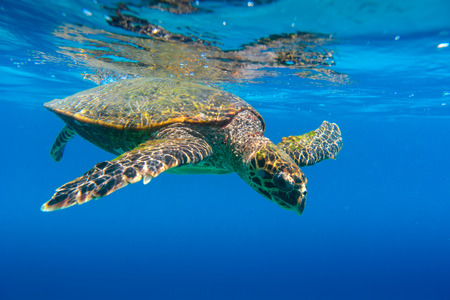Sea Turtle swimming in Seychellesの写真素材