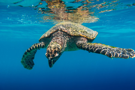 Sea Turtle swimming in Seychellesの写真素材
