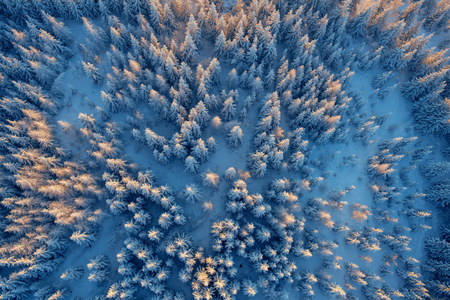 Top view to wood from bird's eye. Amazing winter scene. Christmas theme. Winter backgroundの写真素材