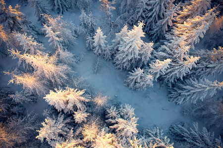 Top view to wood from bird's eye. Winter backgroundの写真素材