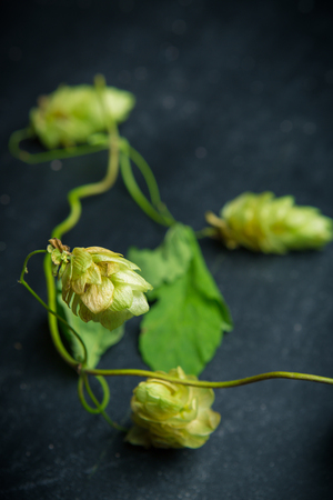 Wild hop twig on a black background.の写真素材