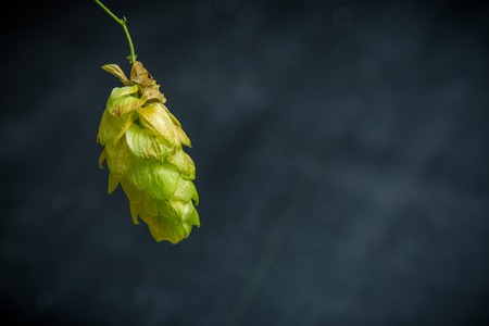 Wild hop twig on a black background.の写真素材