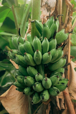 Close-up of unripe green bananas with water droplets hanging in a tropical garden after rain. Perfect for themes about freshness, tropical nature, and calmness.の写真素材