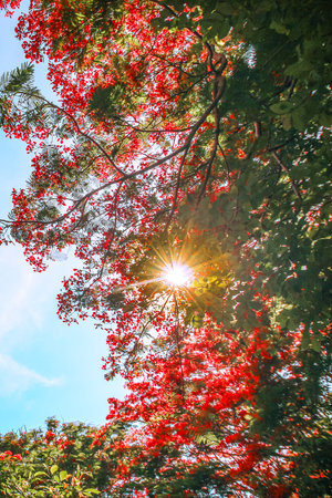 Low angle view of starburst sunlight filtering through red flamboyant flowers and green leaves against a clear blue sky with soft clouds in a tropical forest.の写真素材