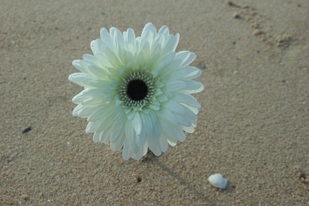 White gerbera on the beach with seashells beside it, sunlight from behind creating natural shadows. A simple yet elegant coastal-inspired image.の写真素材