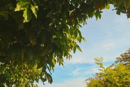 Low angle view of green leaves with warm sunlight casting golden highlights and gentle shadows, set against a soft blue sky with light clouds. Natural tropical outdoor atmosphere.の写真素材