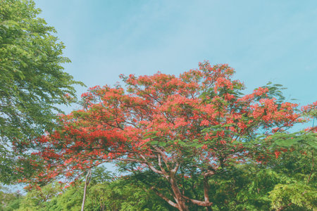 Large flamboyant tree in full bloom with striking red flowers and spreading branches, set against a lush green forest and bright blue sky Vivid tropical landscape of Southeast Asiaの写真素材