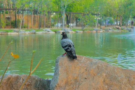 Grey-black pigeon resting on a rock in a green park. Background of trees and pond, creating a striking wildlife scene.の写真素材