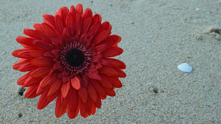 Red gerbera flower with seashells on a sandy beach, placed to the left. Natural background with open space for text or graphic overlay.の写真素材