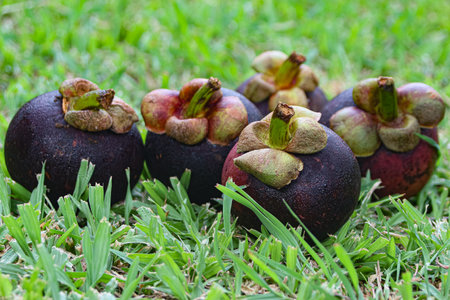 Fresh mangosteens on vibrant green grass in a tropical Southeast Asian garden. Organic farming,...