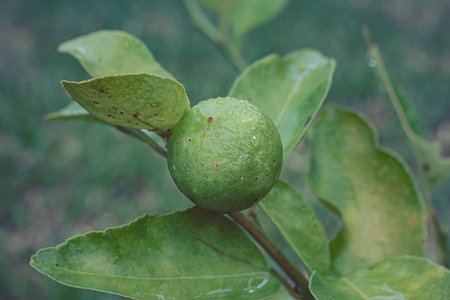 Detailed view of lime fruit growing on its tree, surrounded by green foliage. Perfect for themes of fresh produce, organic gardening, and sustainability.の写真素材