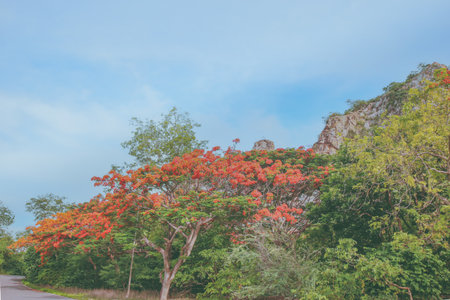 Blooming red flame tree with green leaves, rocky mountain and blue sky behind. Scenic tropical...